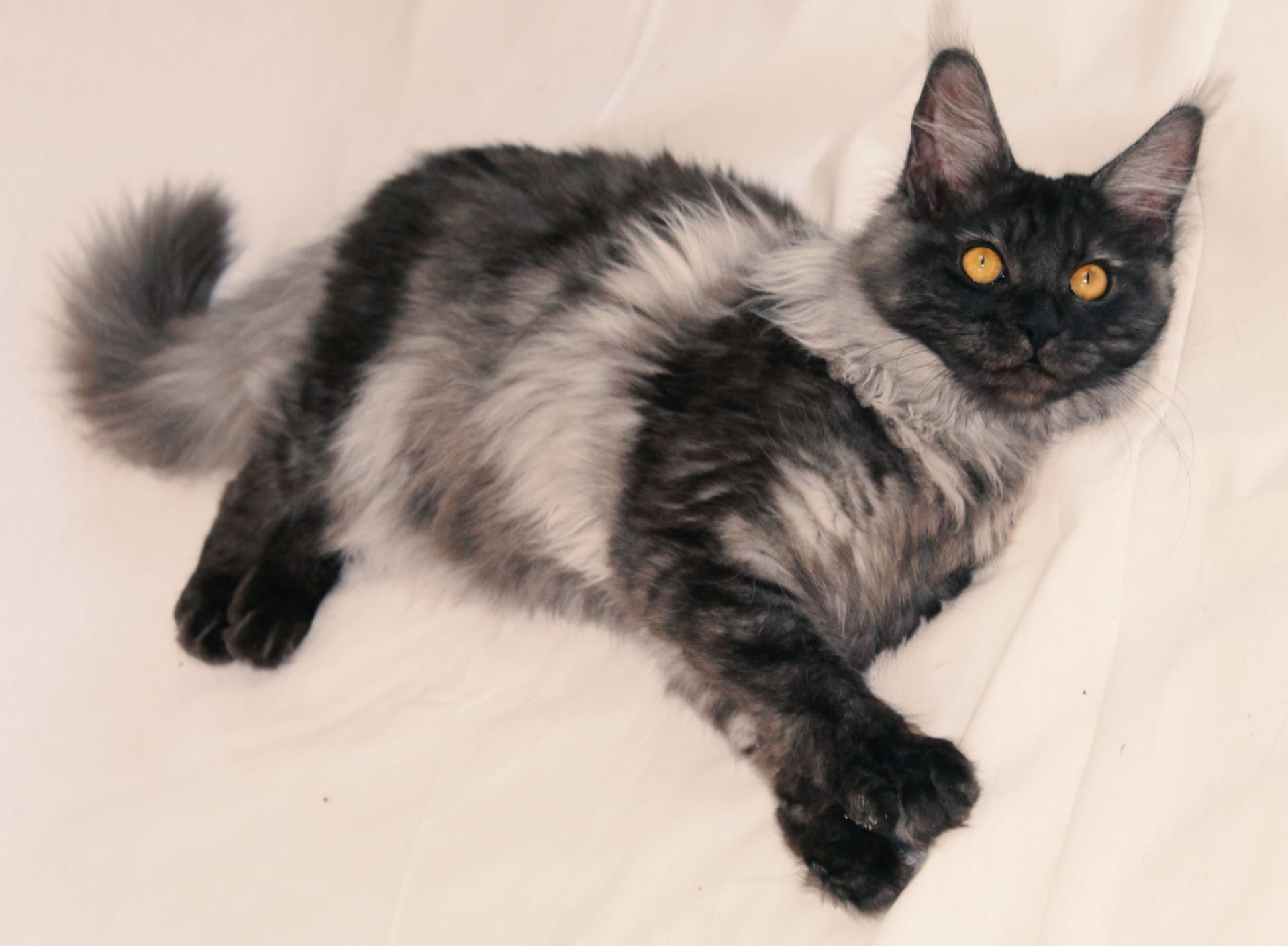 zwart witte Main Coon - Cattery 't Spoortje