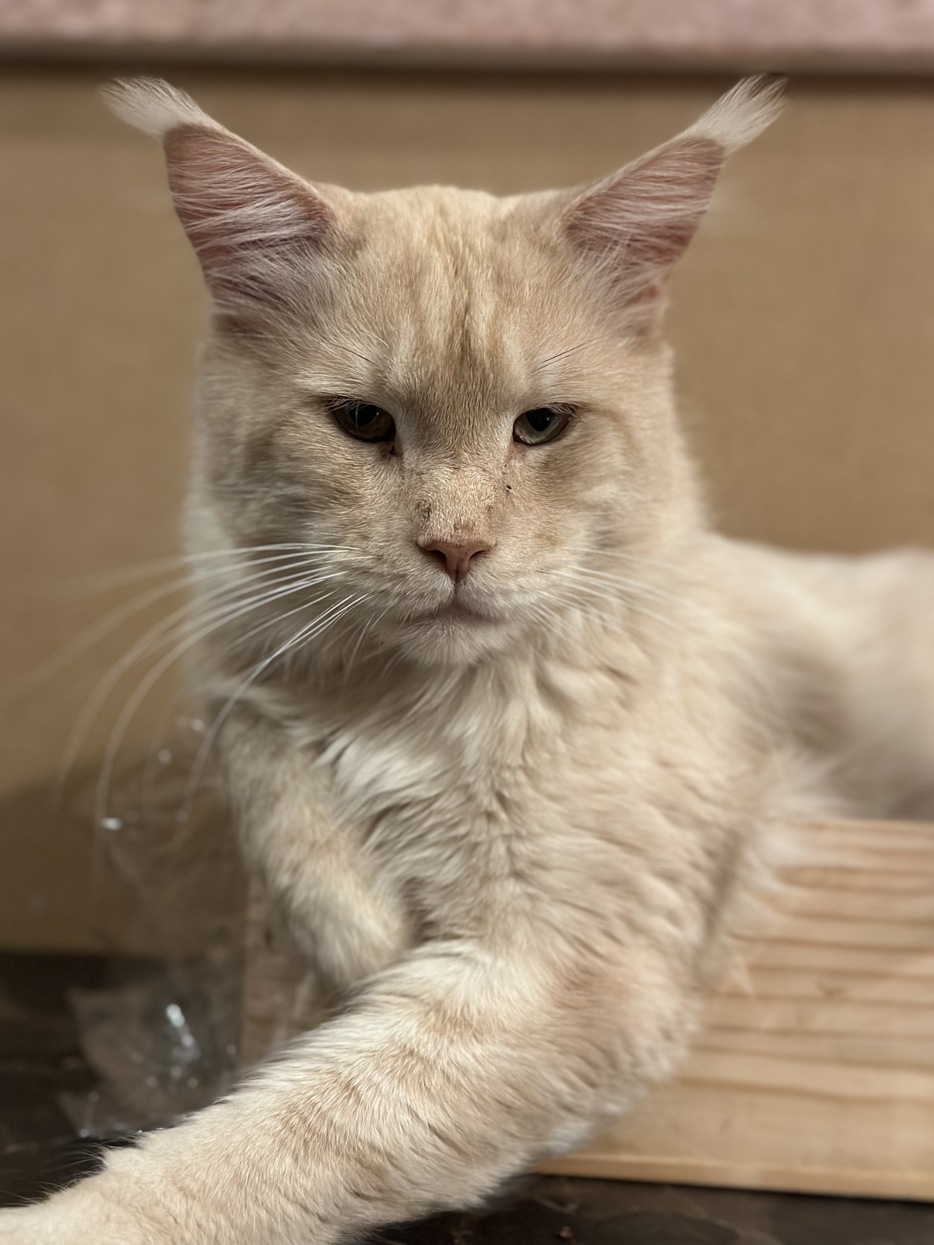 Billy - ouderdier - Main Coon - Cattery 't Spoortje