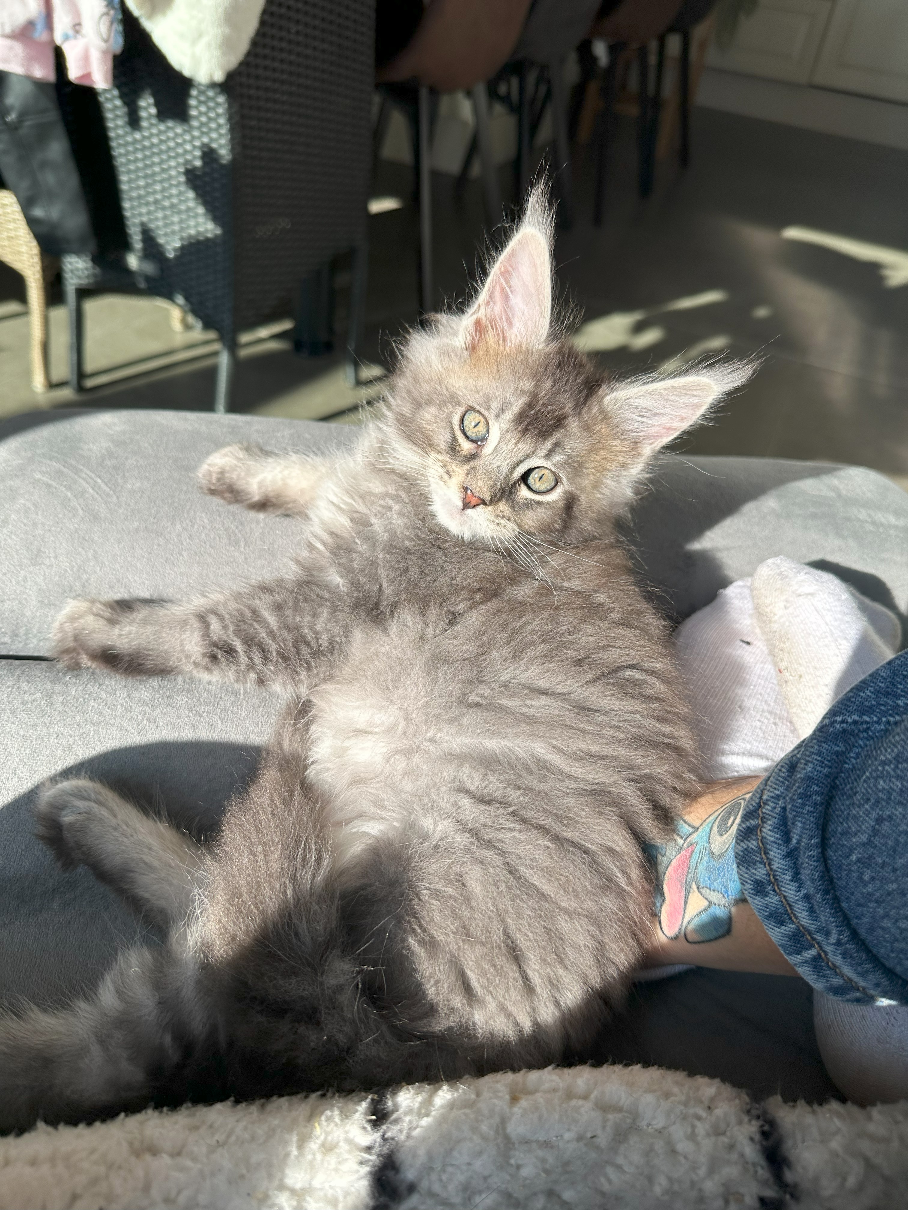 Boris - ouderdieren - Cattery 't Spoortje