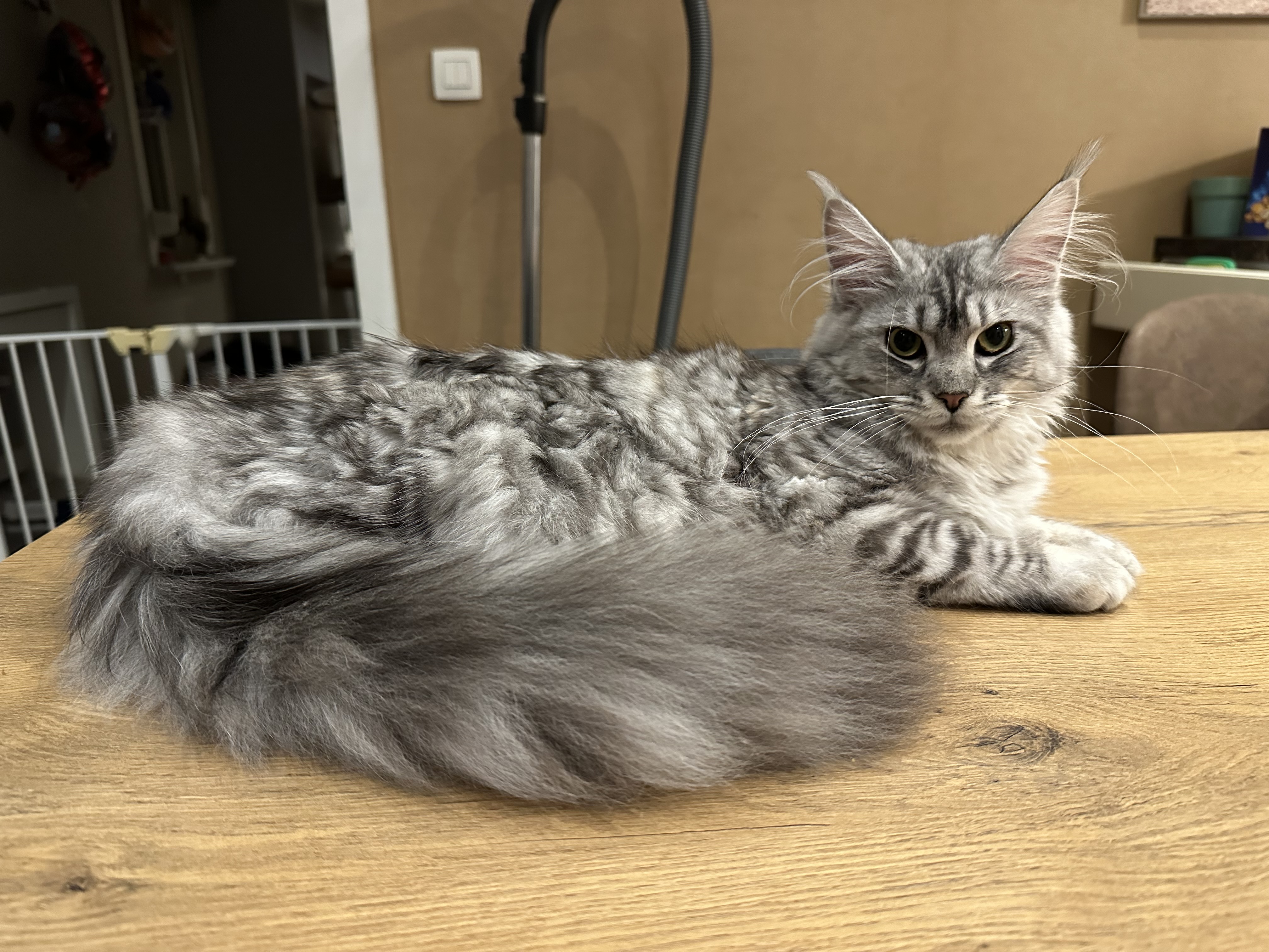 Dunya - ouderdier - Main Coon - Cattery 't Spoortje