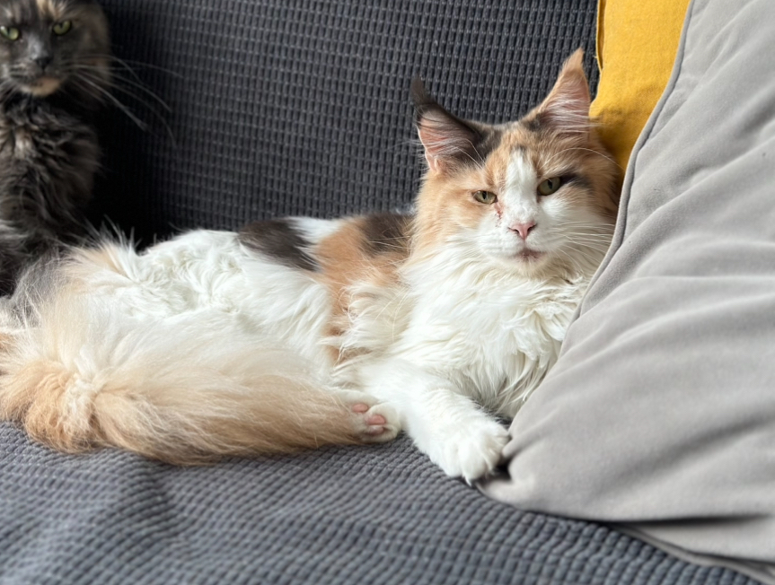 Féli - ouderdier - Main Coon - Cattery 't Spoortje