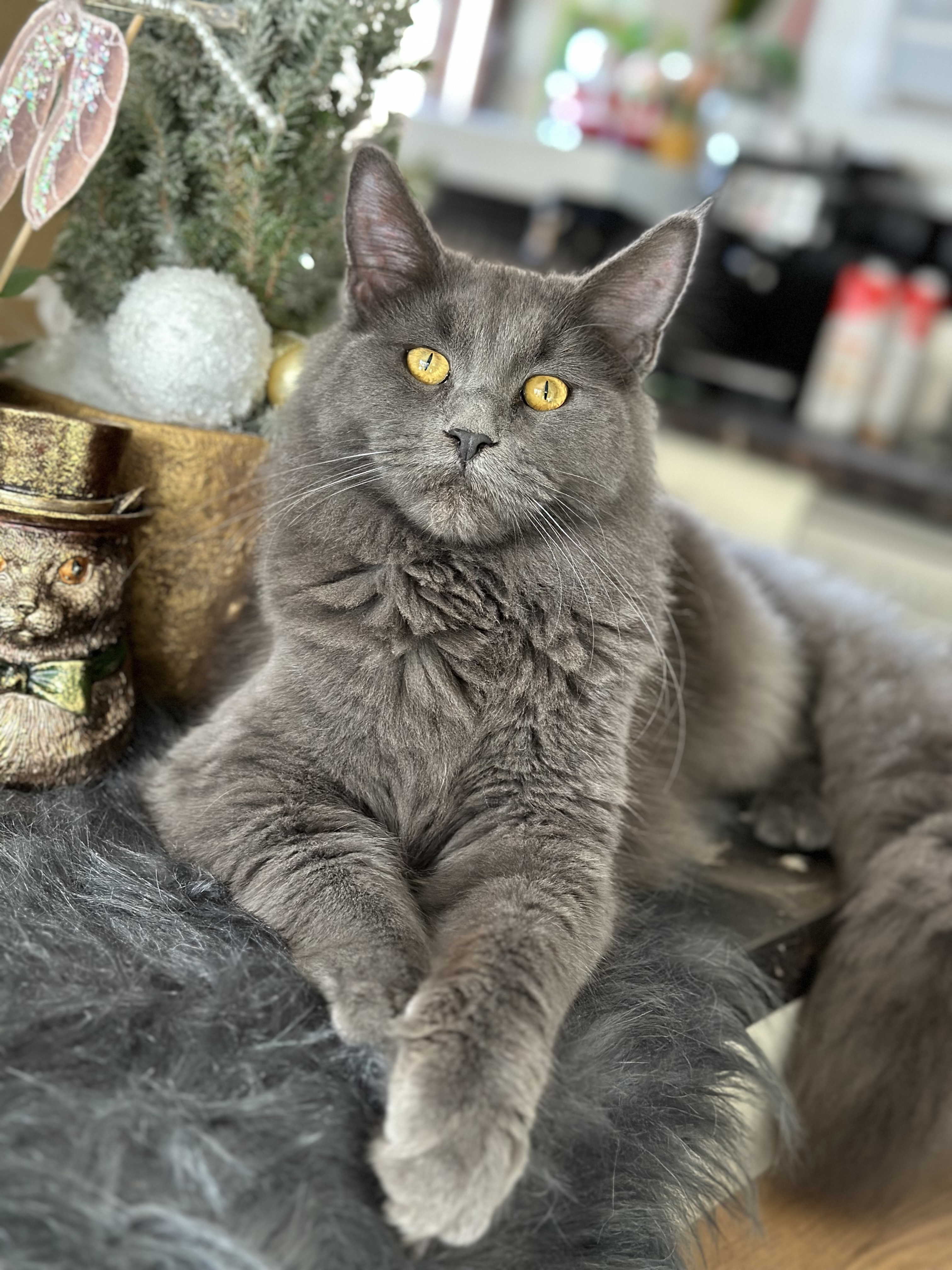 Inka - ouderdier - Main Coon - Cattery 't Spoortje