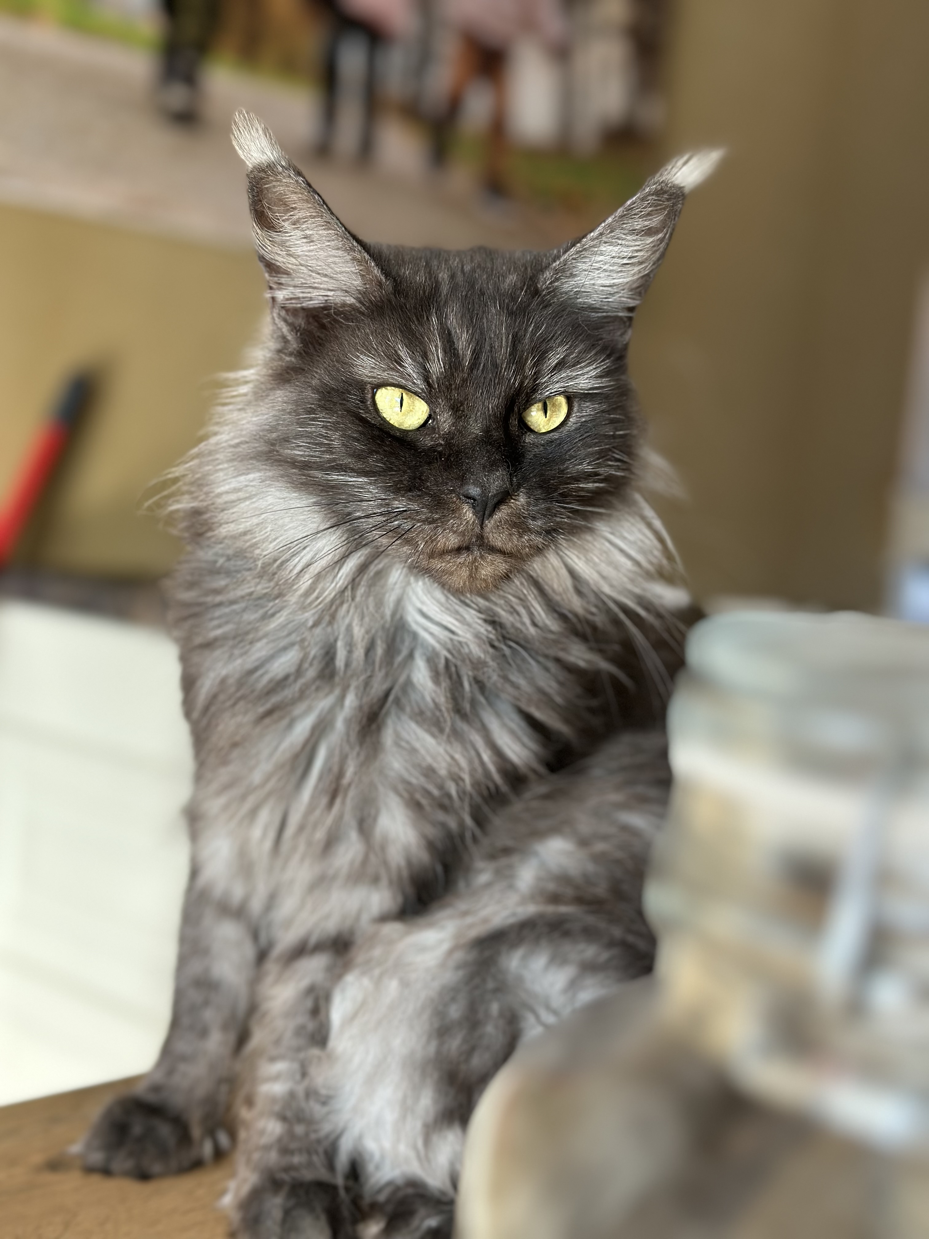 Mascha - ouderdier - Main Coon - Cattery 't Spoortje