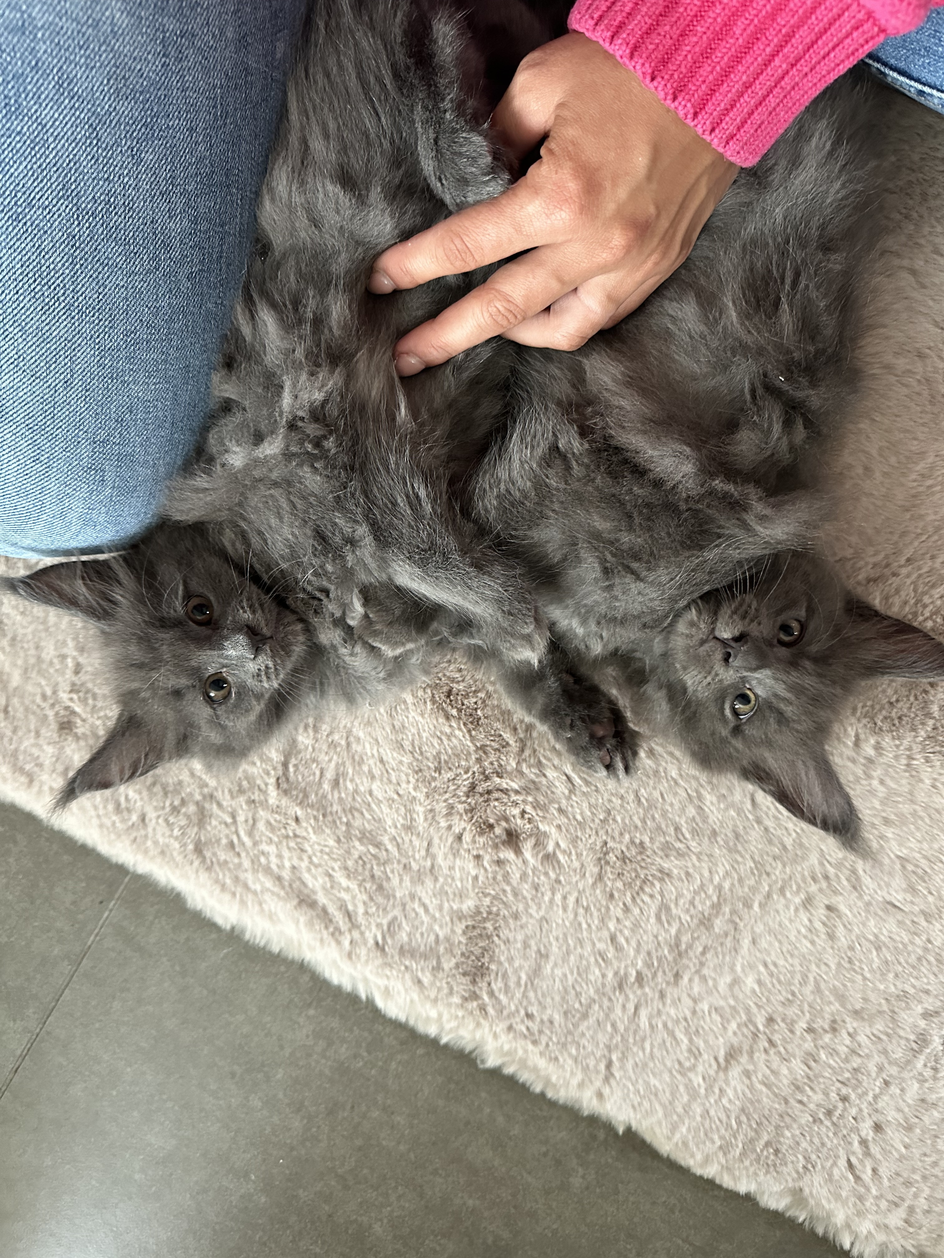 Nest 1 foto 3 - Cattery 't Spoortje