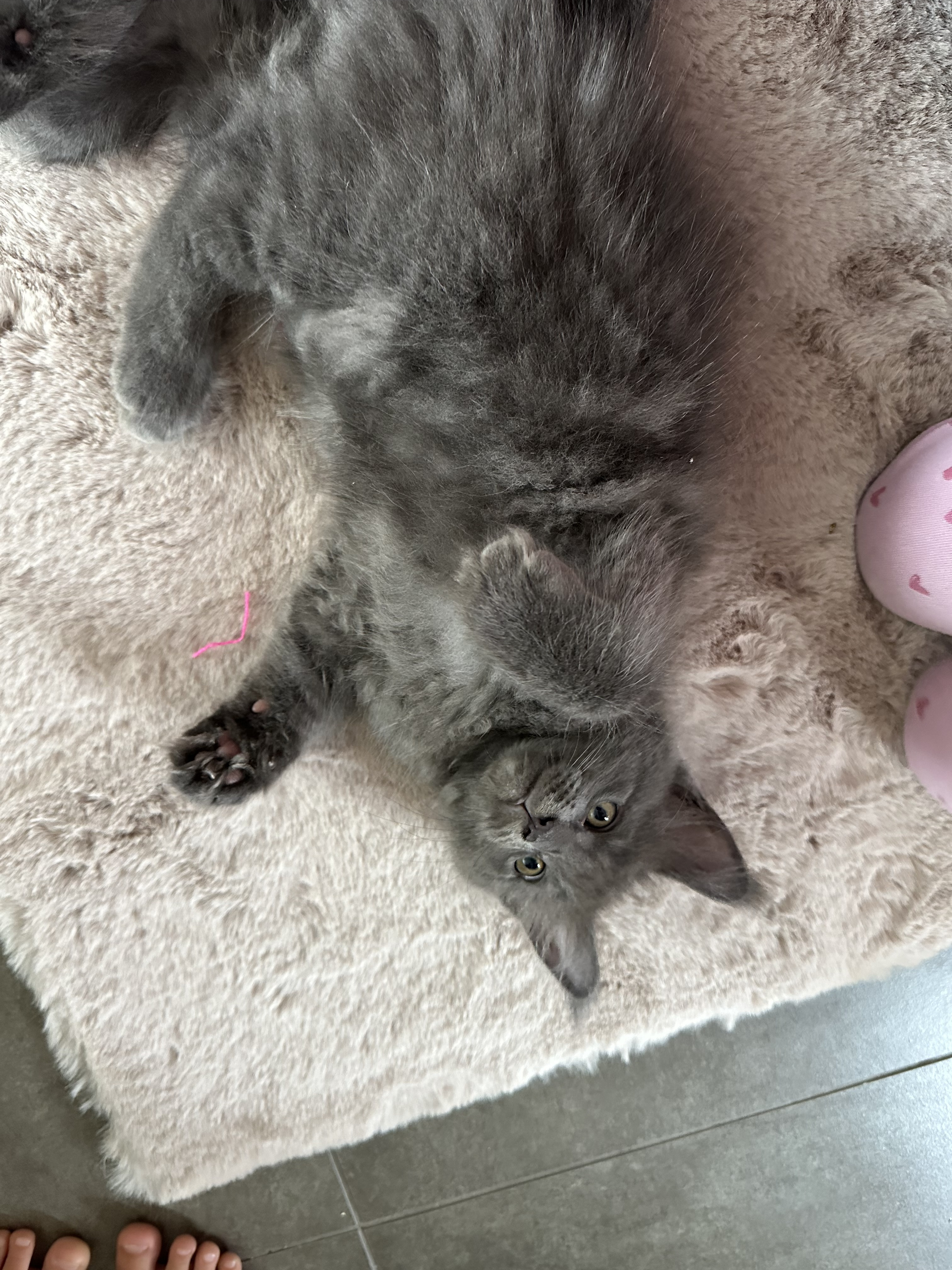 Nest 1 foto 4 - Cattery 't Spoortje