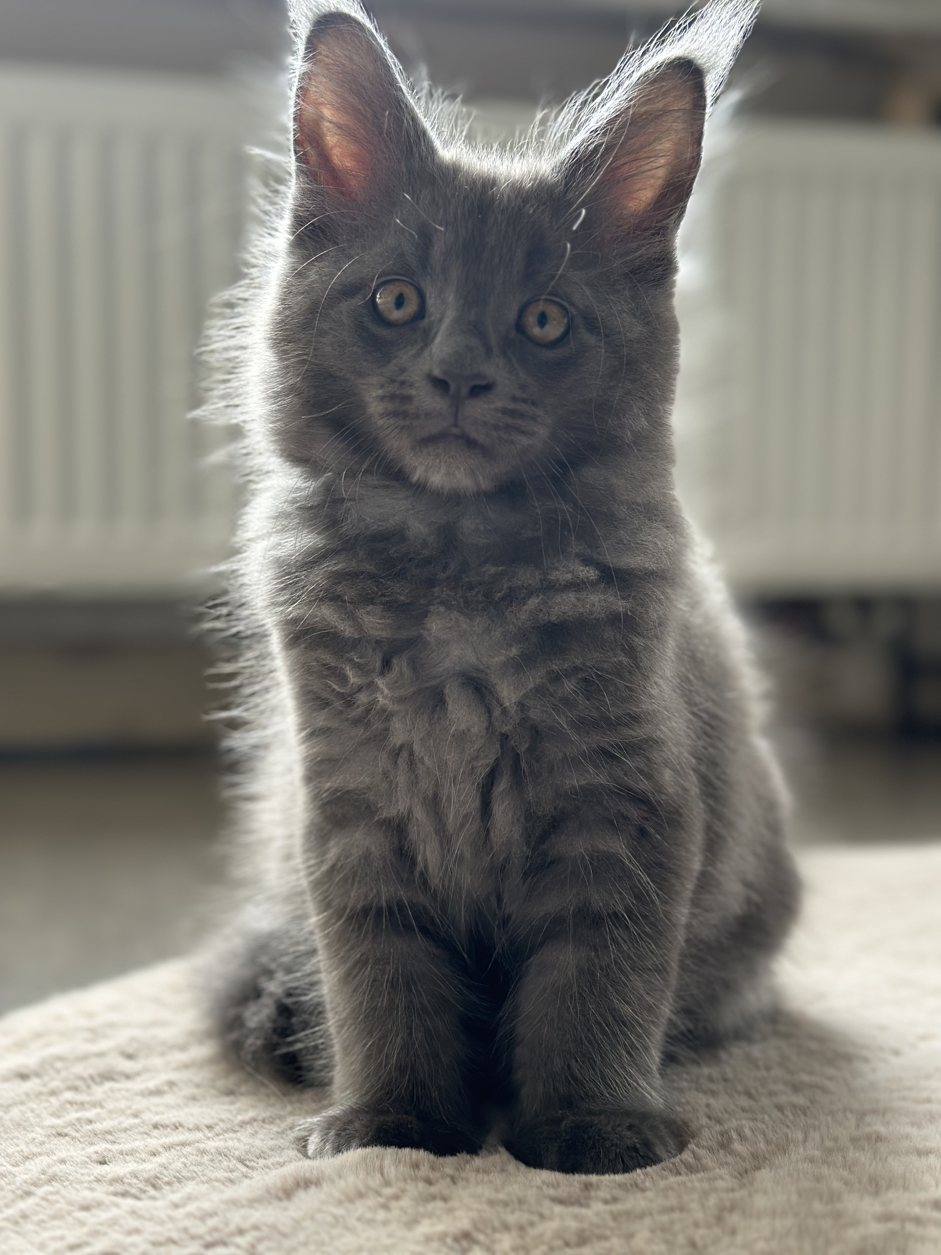 Nest 1 foto 5 - Cattery 't Spoortje