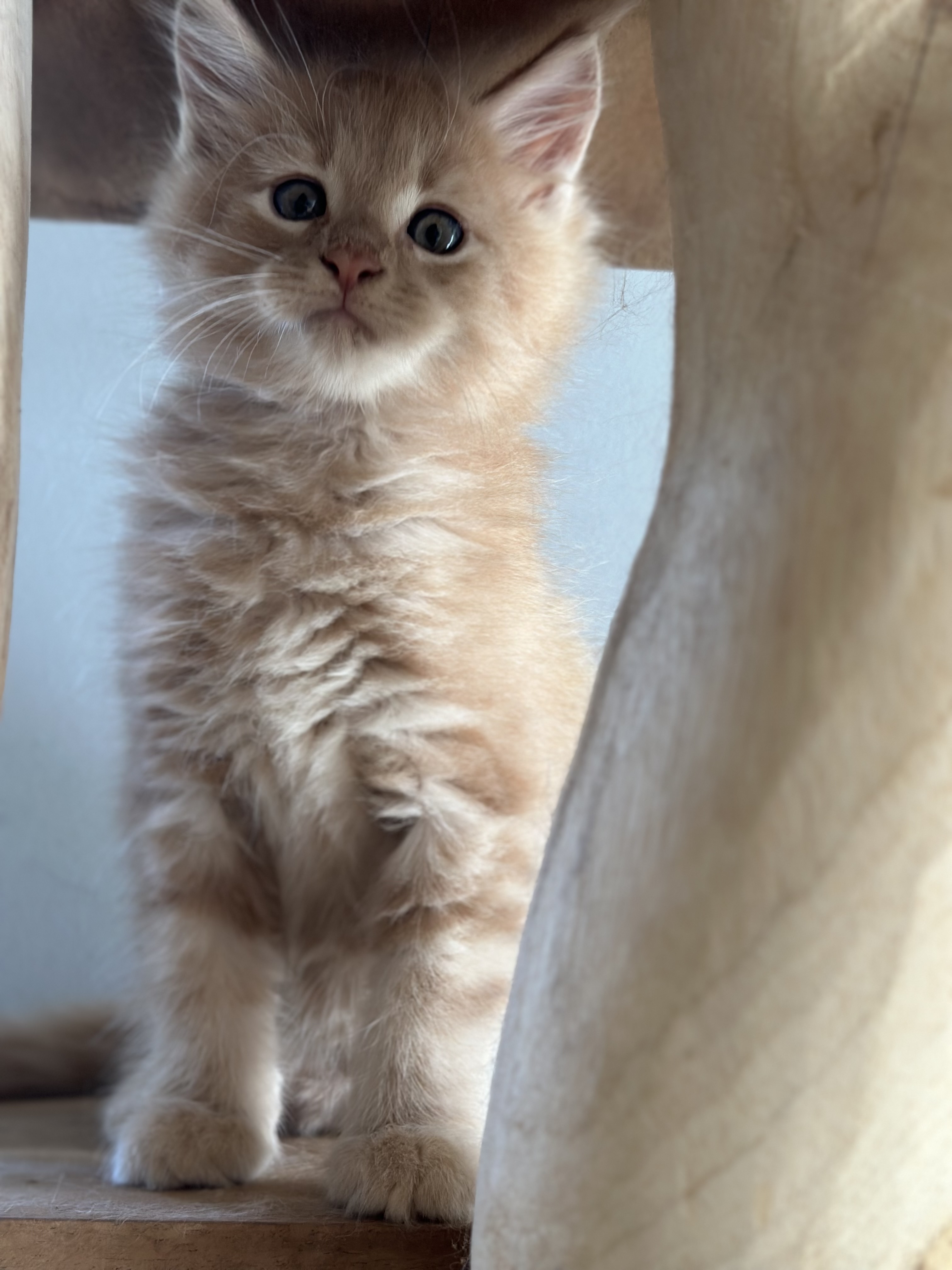 Nest 2 foto 3 - Cattery 't Spoortje