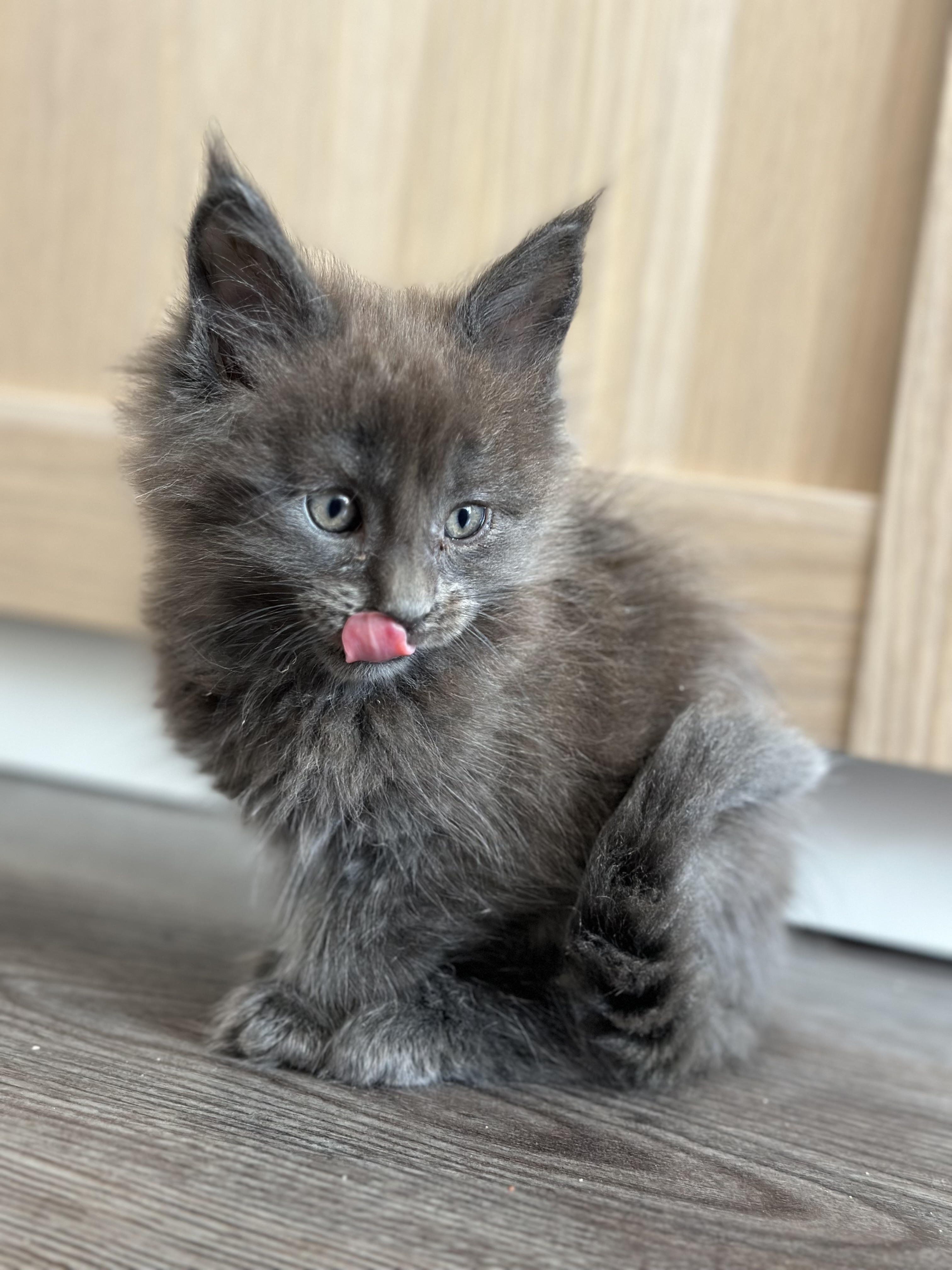 Nest 3 foto 5 - Cattery 't Spoortje