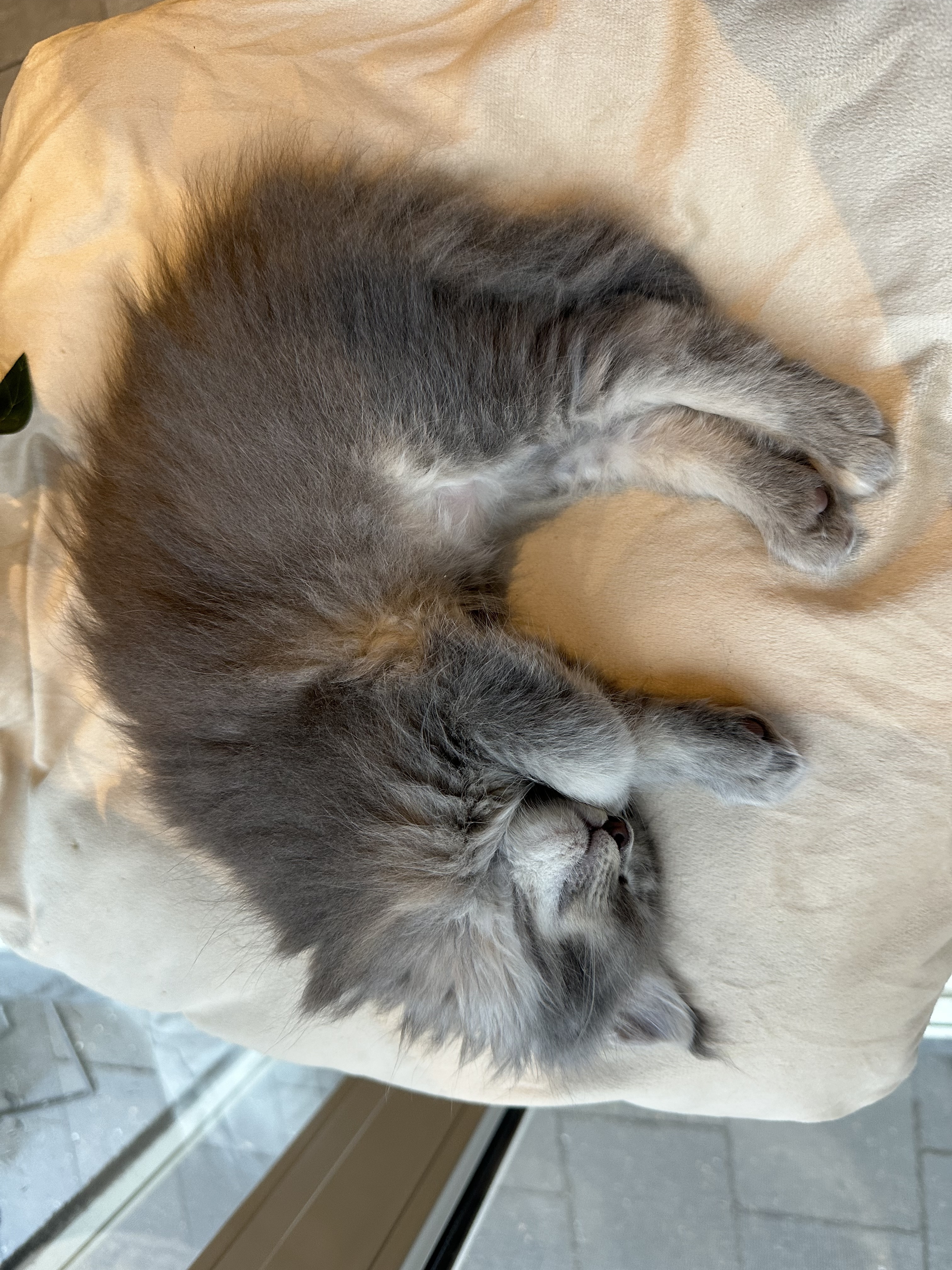 Nest 4 foto 3 - Cattery 't Spoortje