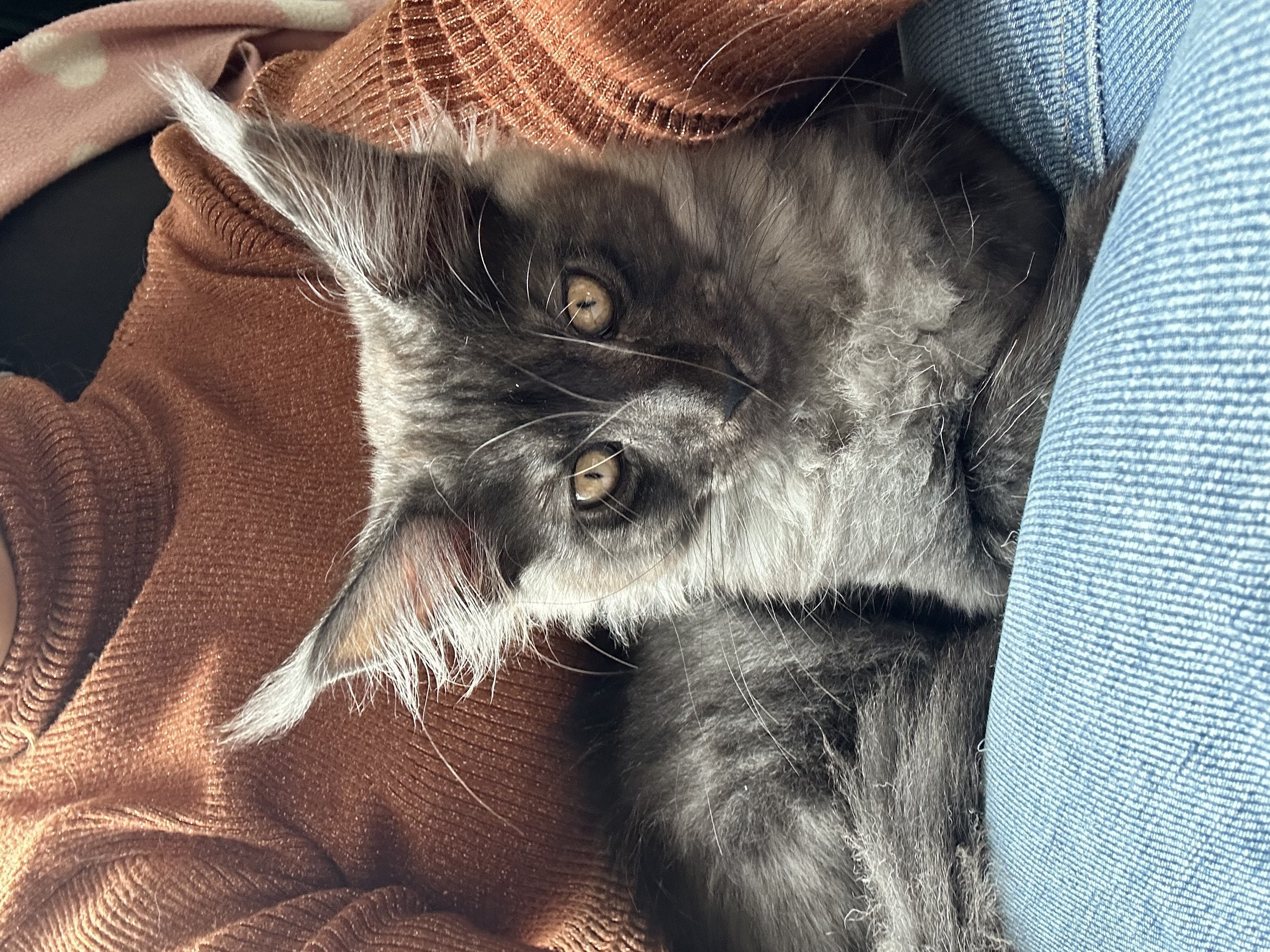 Nest 1 foto 1 - Cattery 't Spoortje