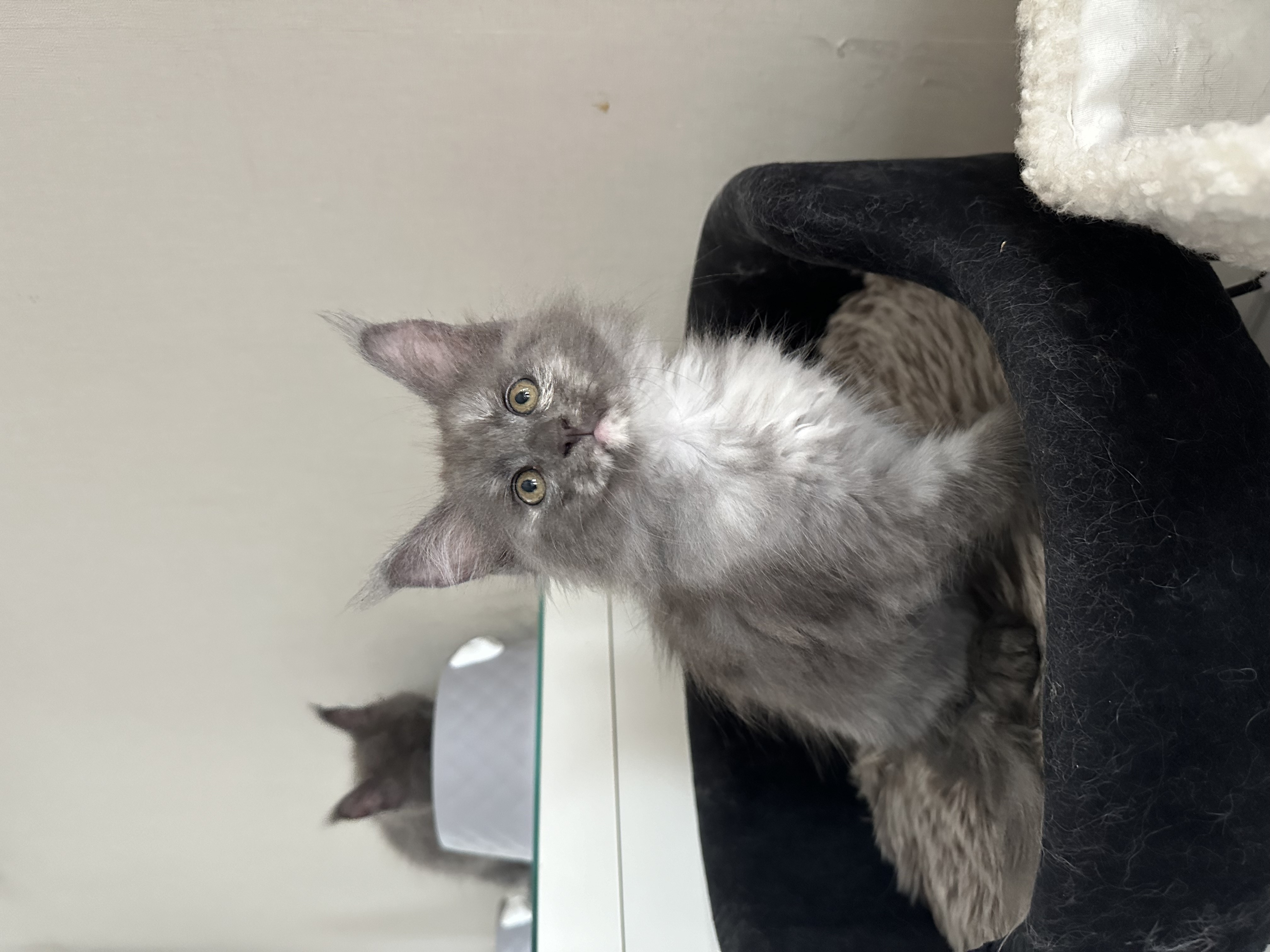 Nest 1 foto 6 - Cattery 't Spoortje