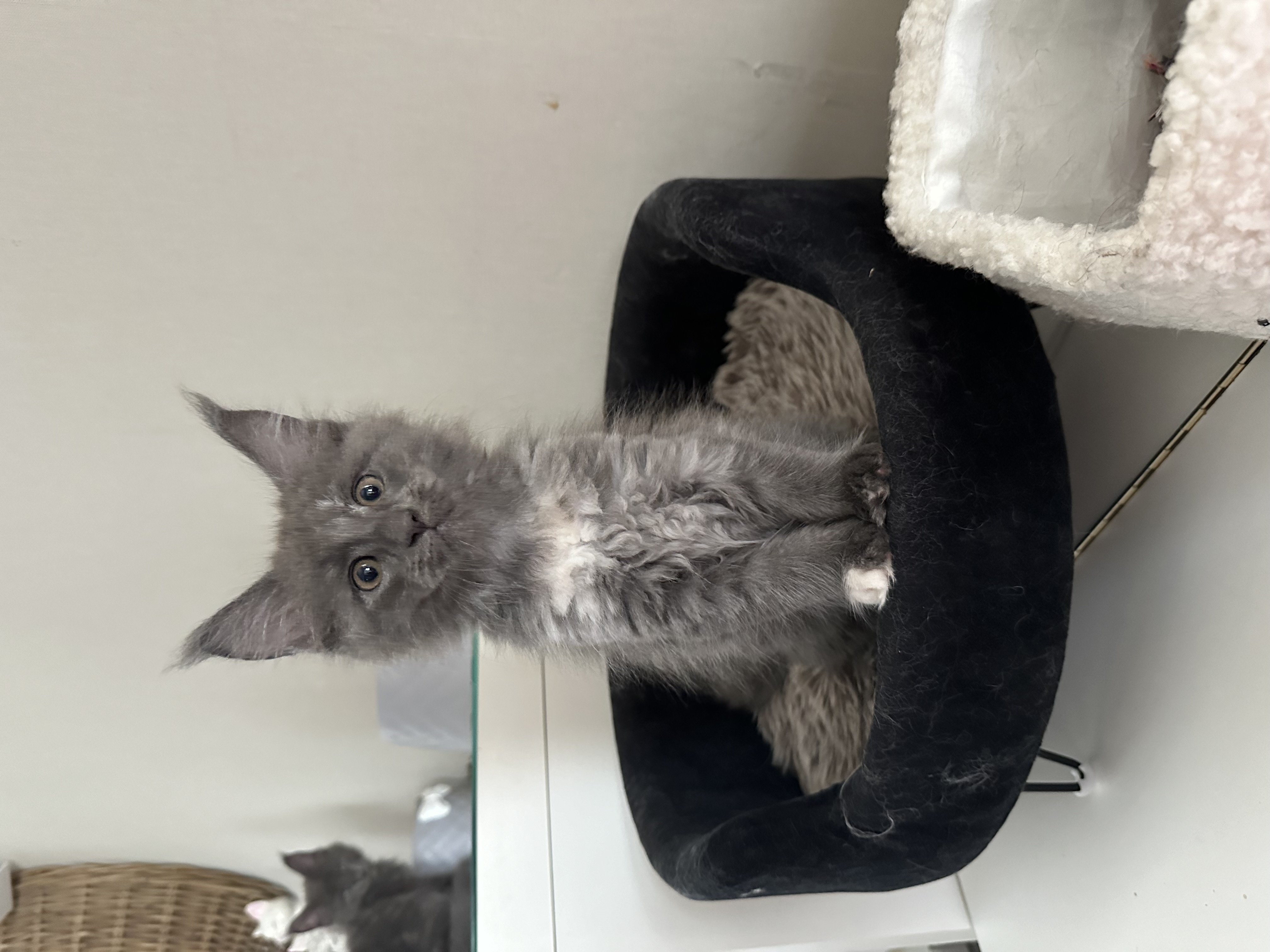 Nest 1 foto 7 - Cattery 't Spoortje