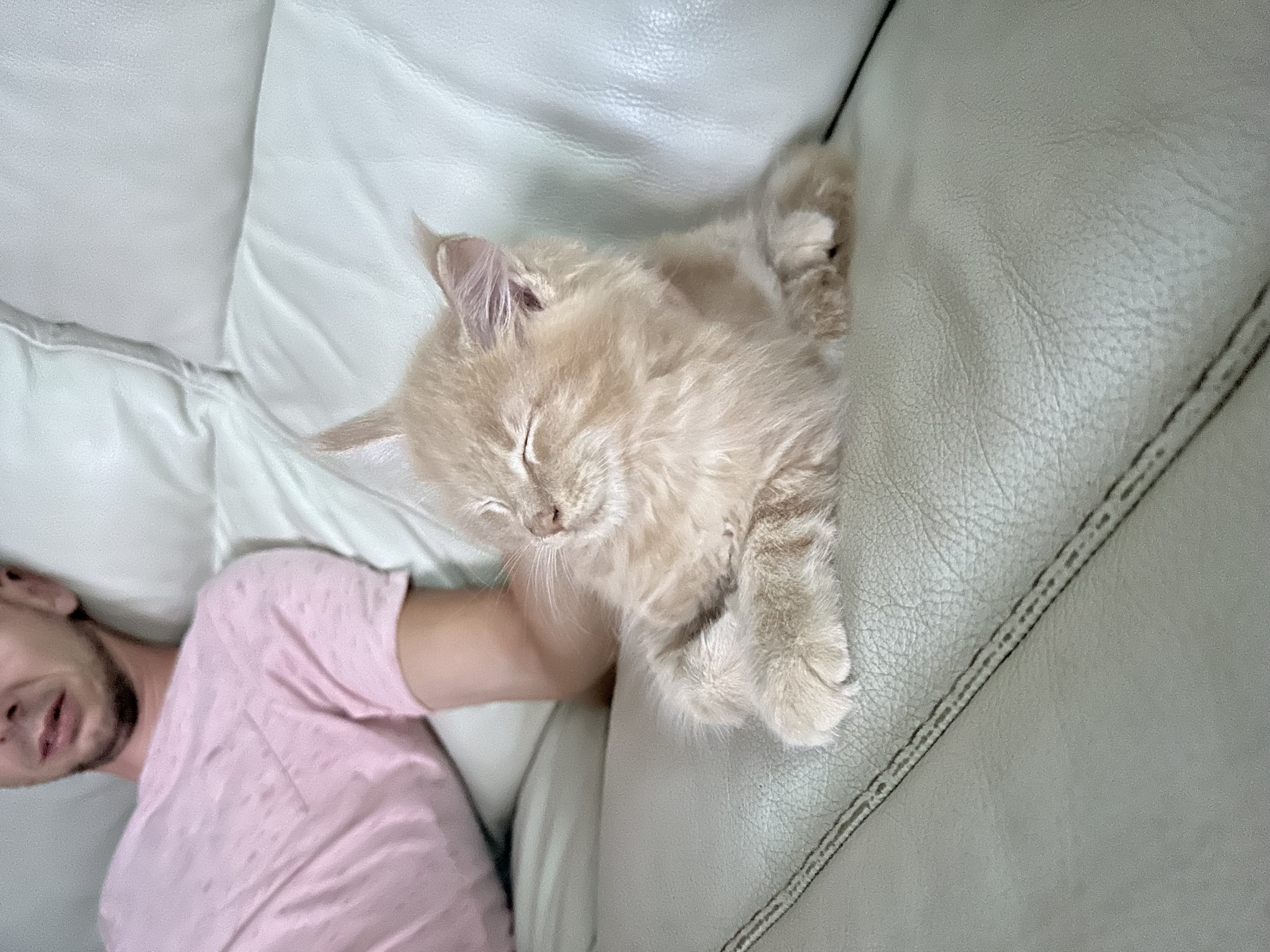 Nest 2 foto 2 - Cattery 't Spoortje