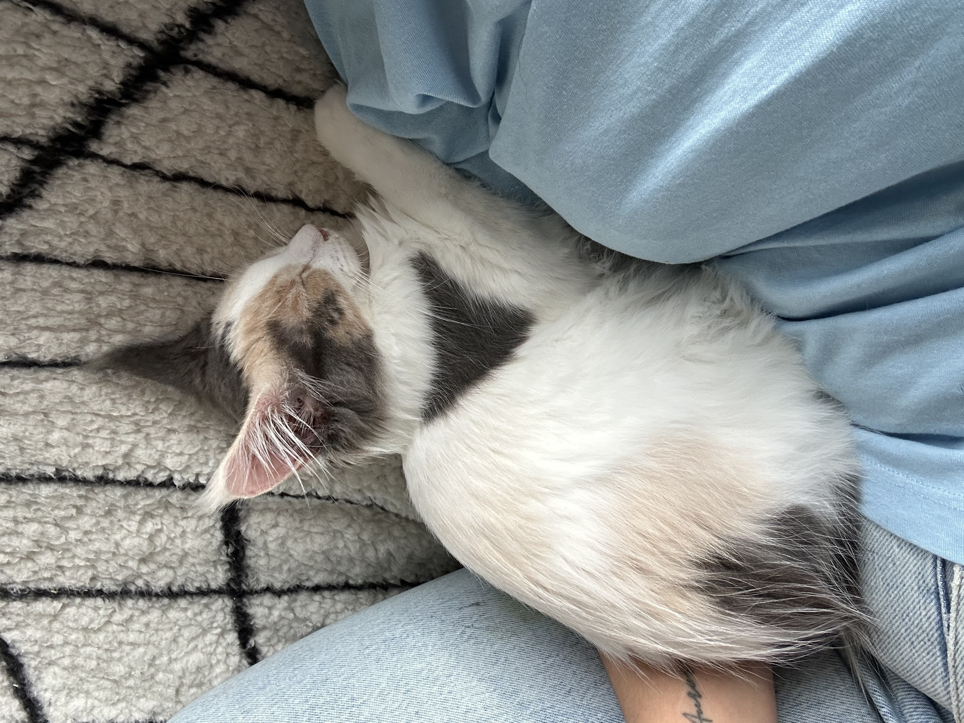 Nest 2 foto 4 - Cattery 't Spoortje