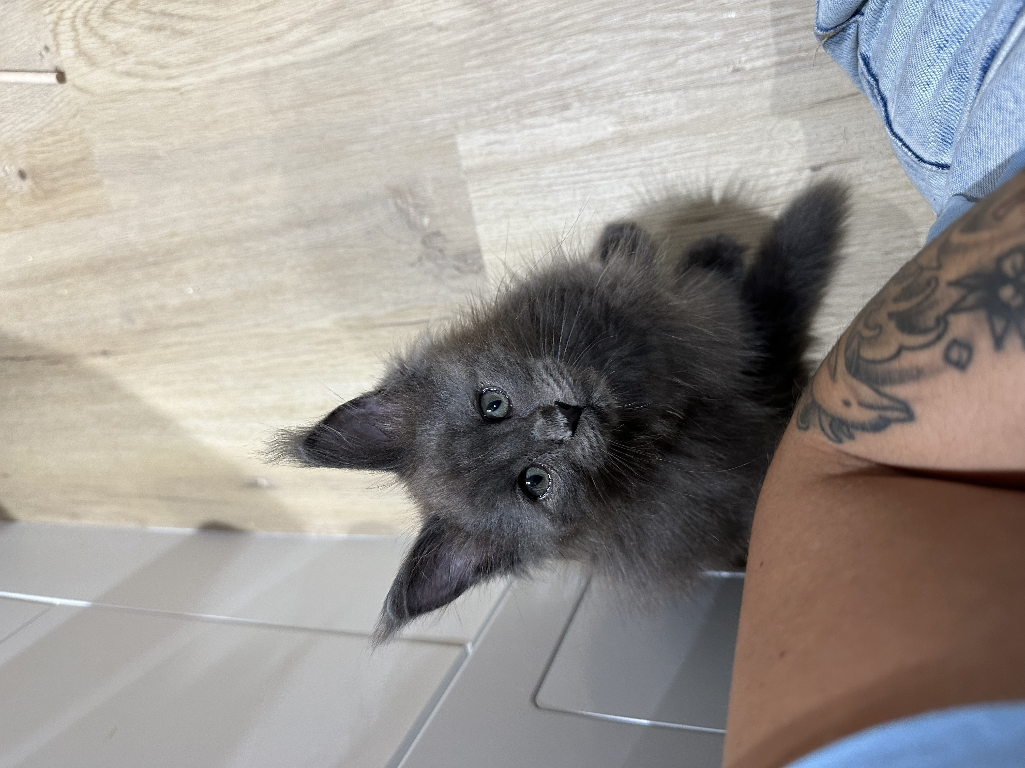 Nest 3 foto 2 - Cattery 't Spoortje