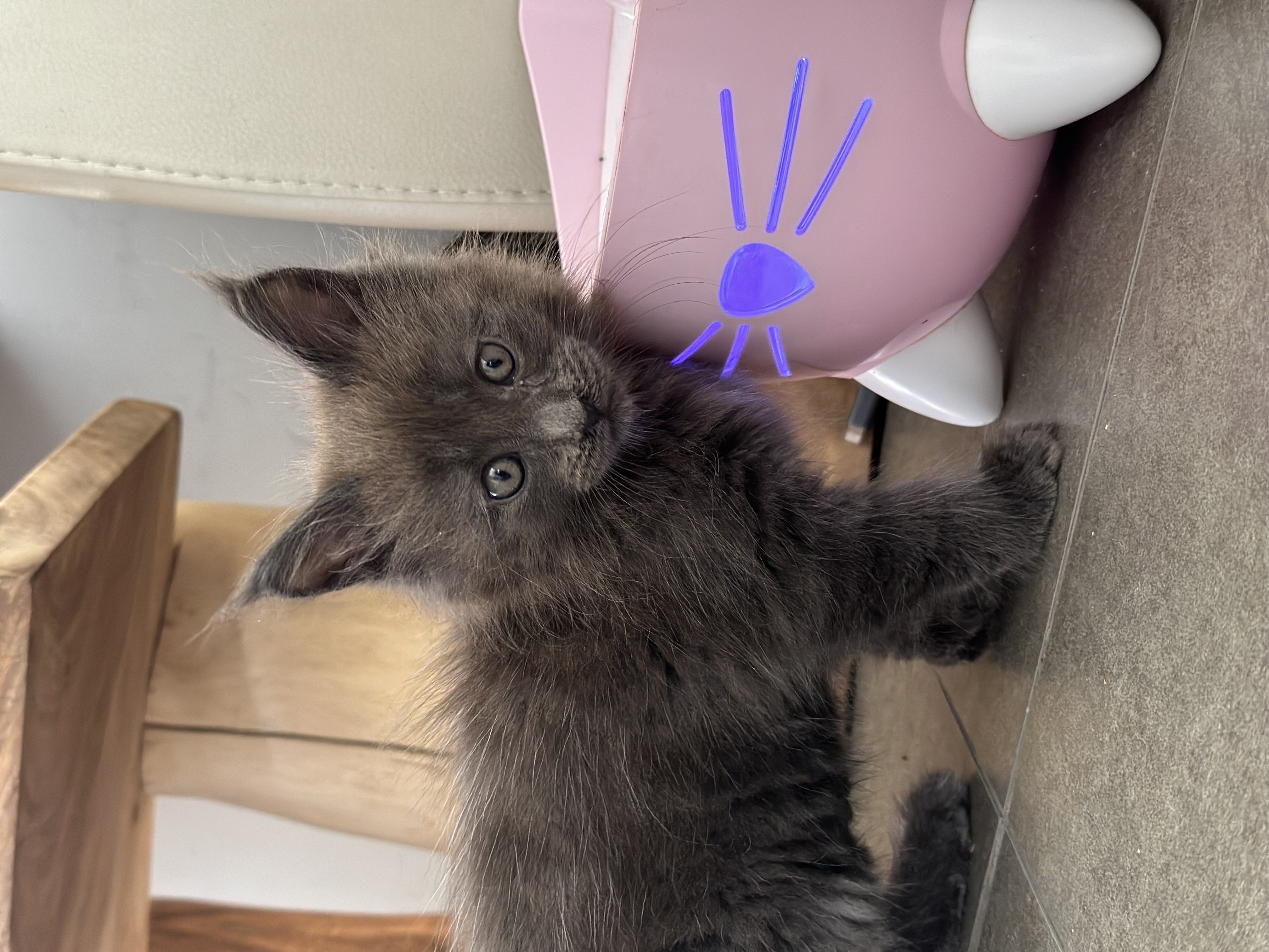 Nest 3 foto 3 - Cattery 't Spoortje