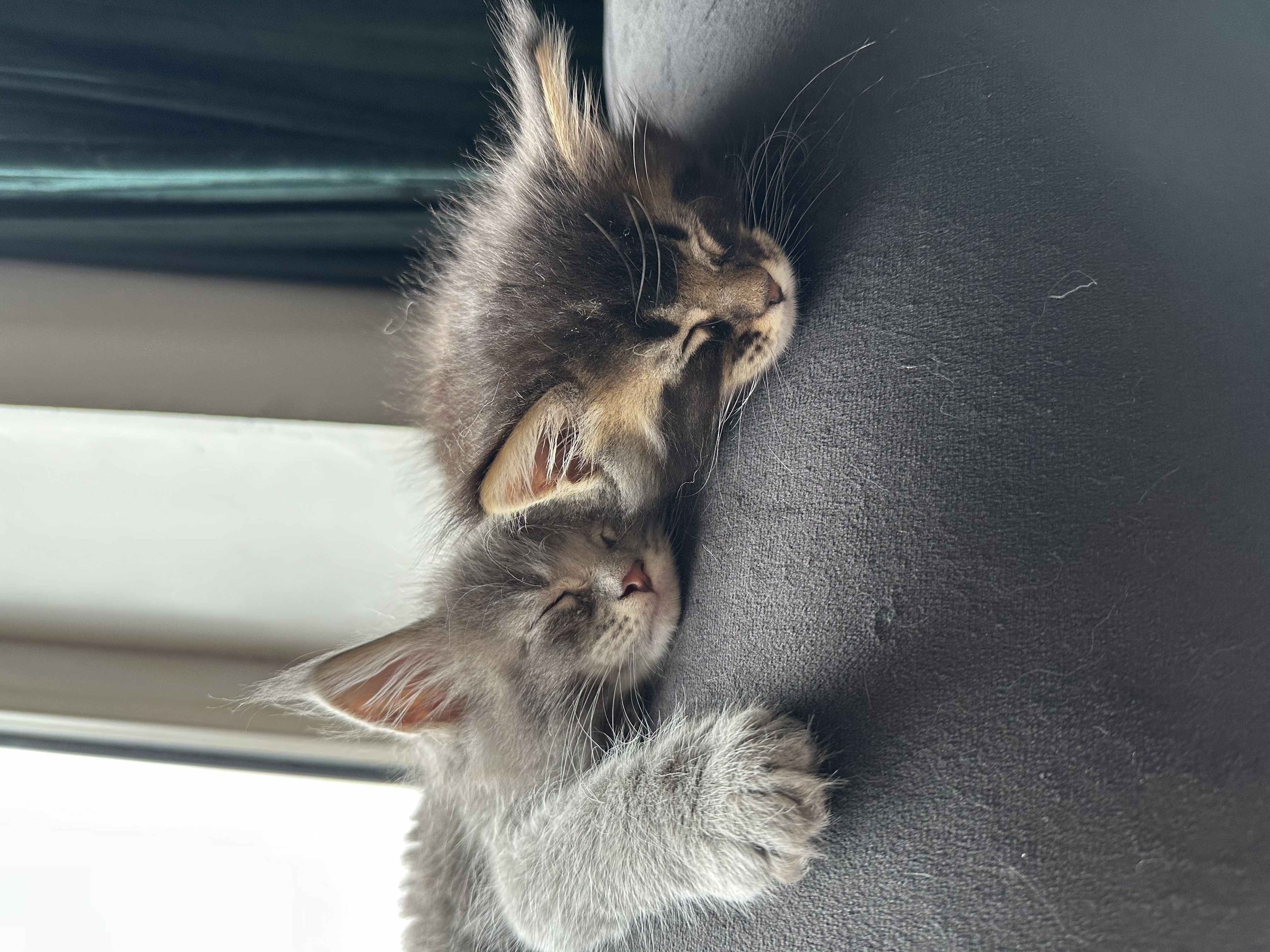 Cattery ' Spoortje: kittens van nest 4