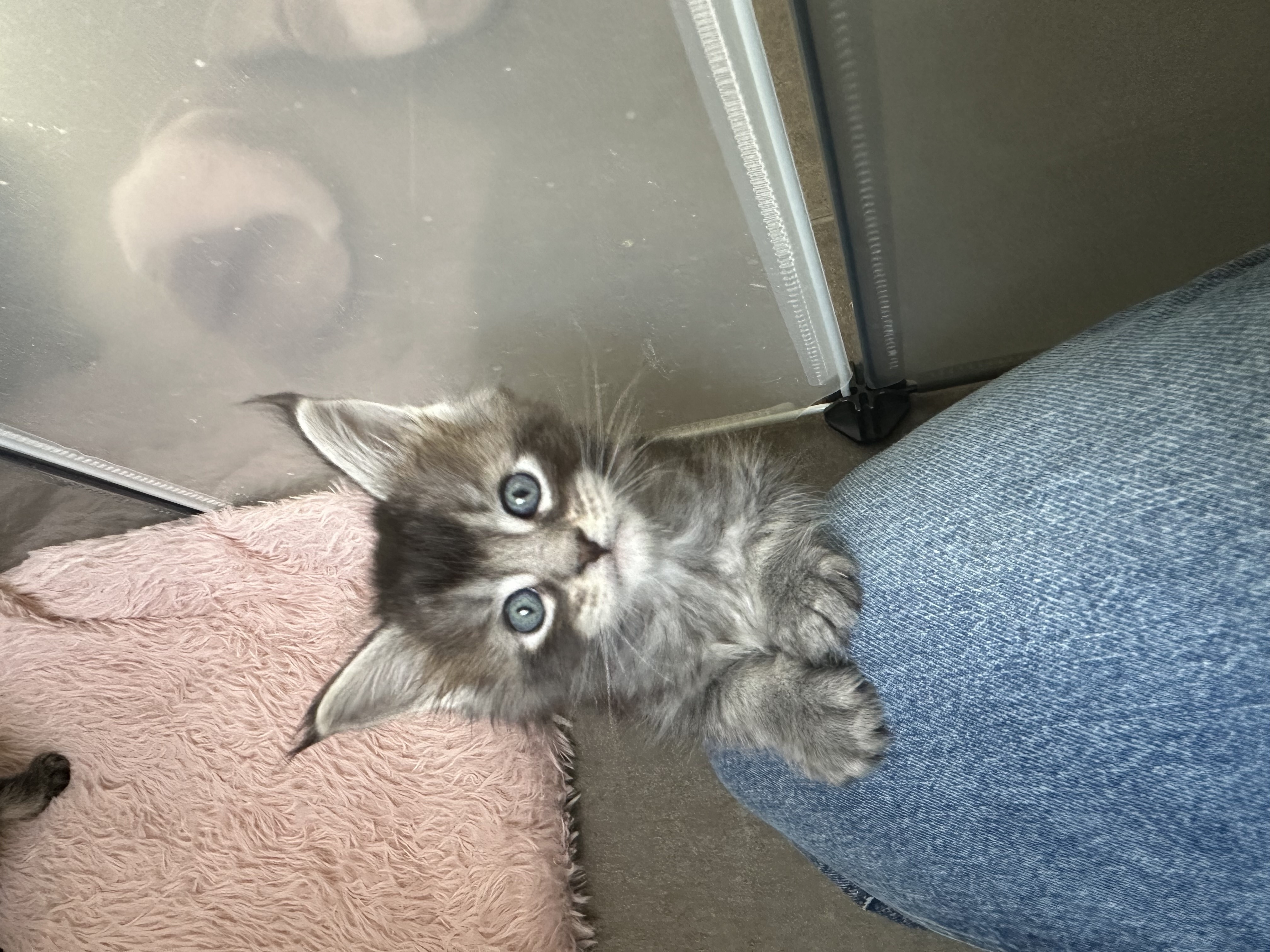 Nest 4 foto 4 - Cattery 't Spoortje