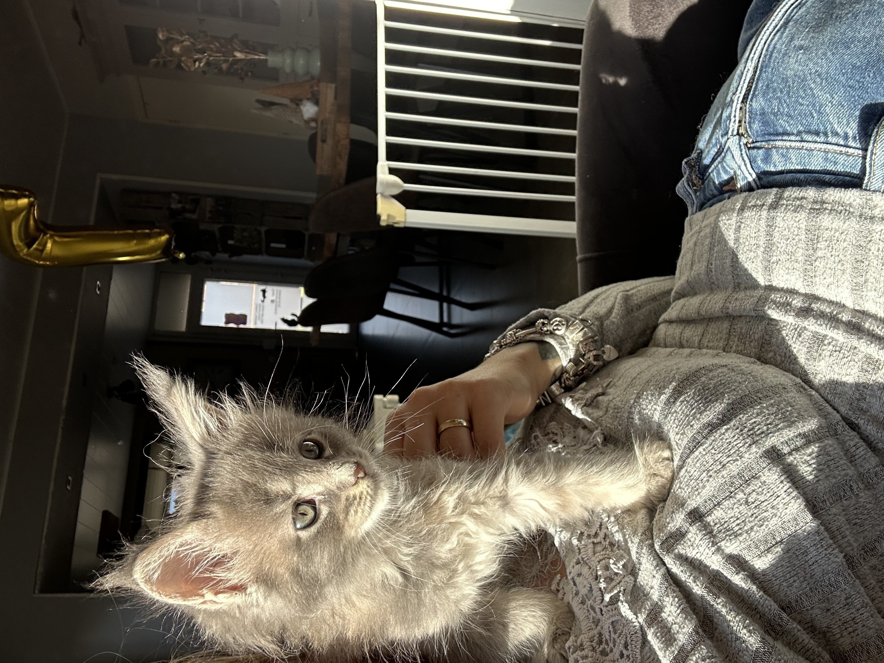 Nest 4 foto 5 - Cattery 't Spoortje