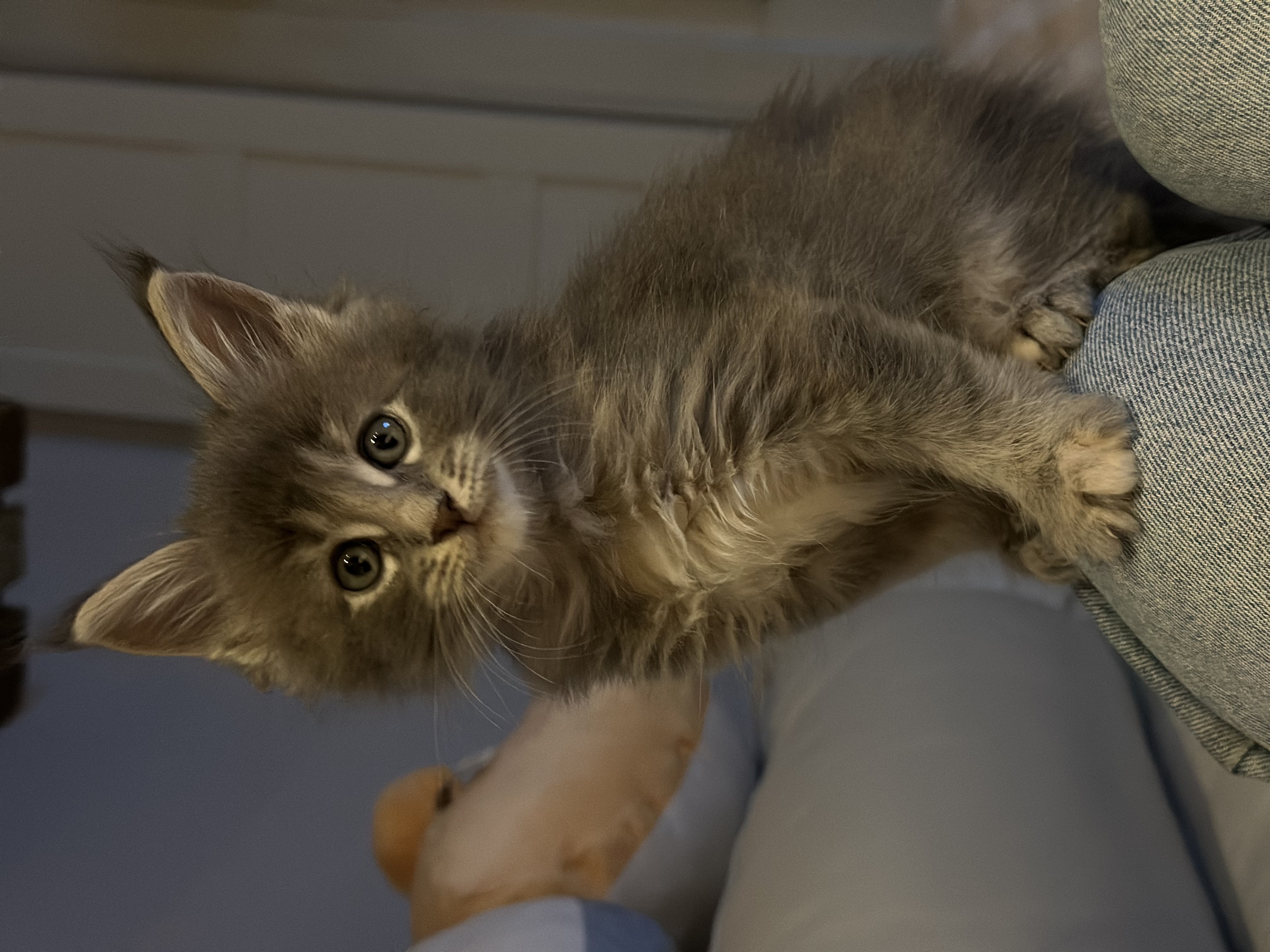 Nest 4 foto 7 - Cattery 't Spoortje