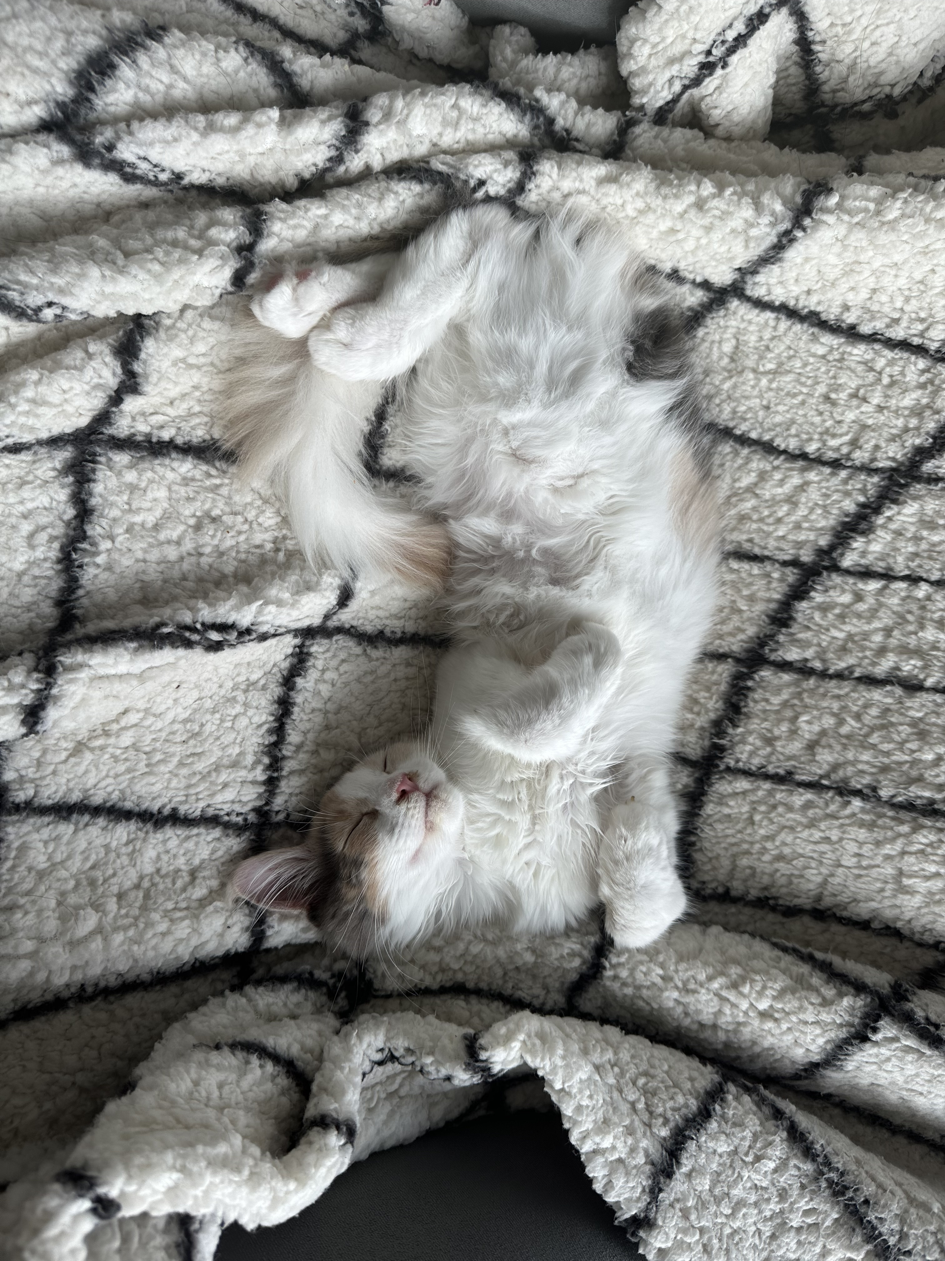 Nest 2 foto 1 - Cattery 't Spoortje