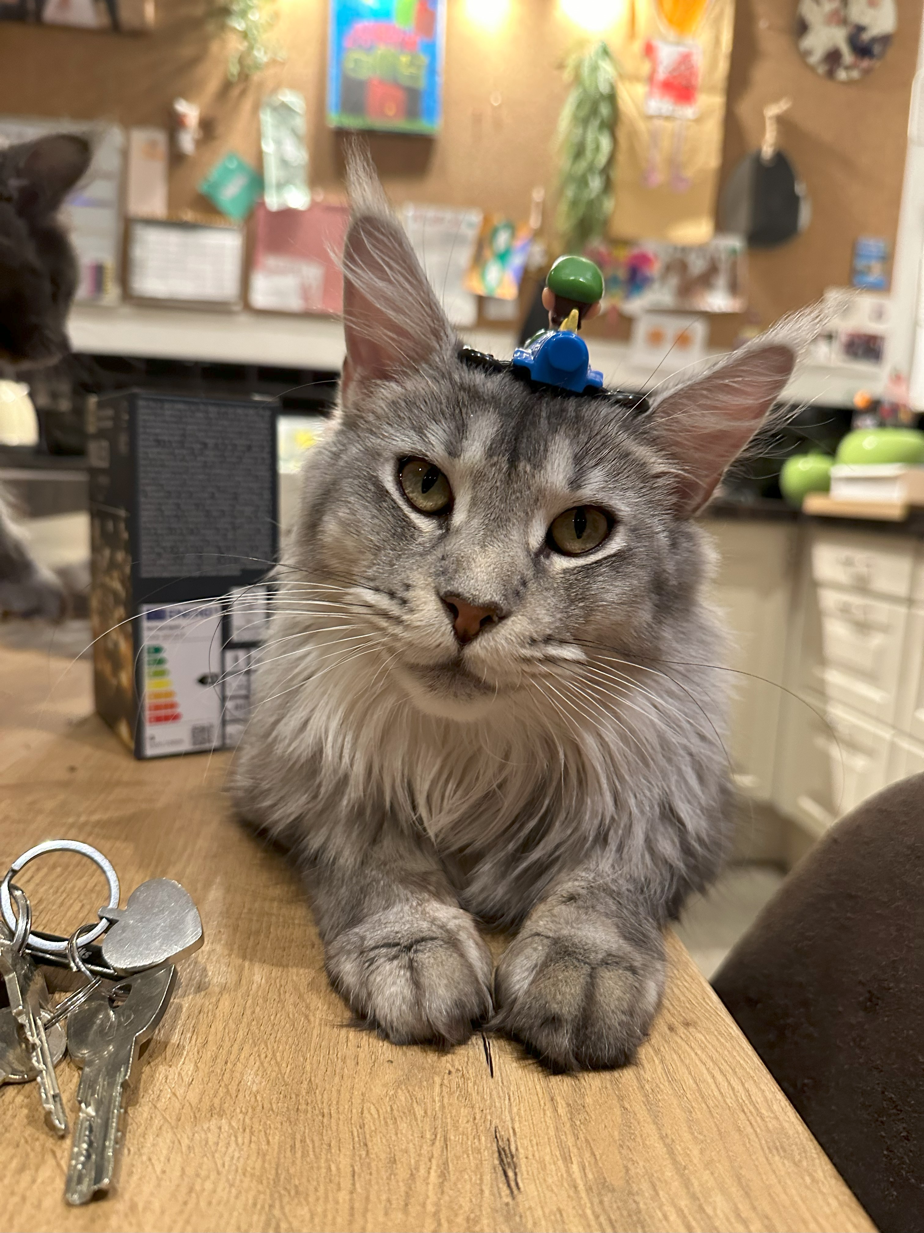 Ouderdieren - Cattery 't Spoortje